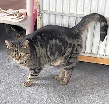 Photo of Dusky