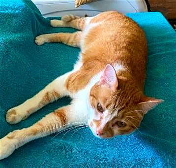 Photo of Oliver