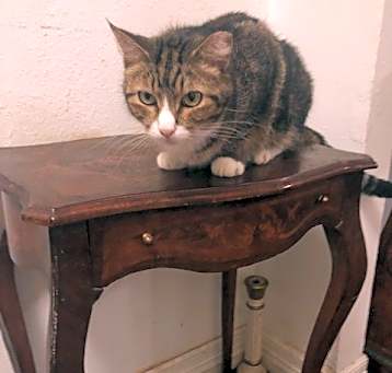 Photo of Honey