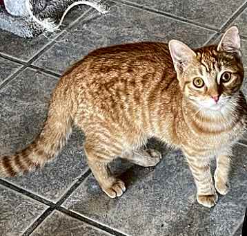 Photo of CHEETO!