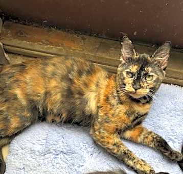 Photo of TANSY!
