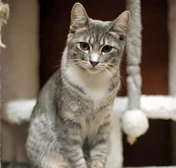 Photo of Shimmer
