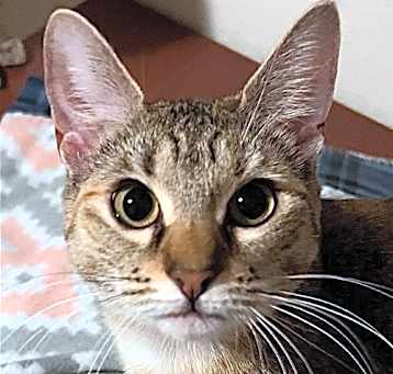 Photo of Perla