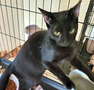 Photo of Colt
