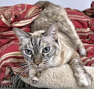 Photo of Jasmine