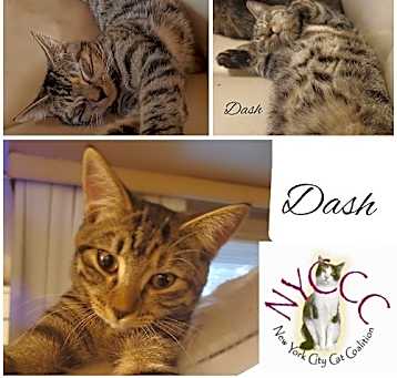 Photo of DASH