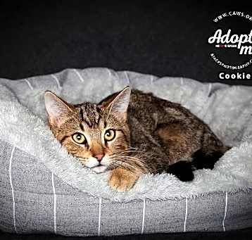 Photo of Cookie