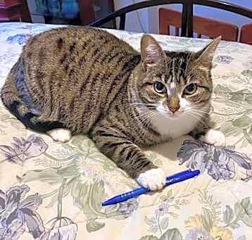 Photo of Tiramisu