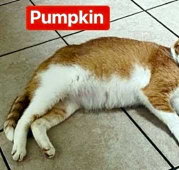 Photo of Pumpkin