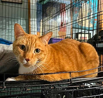 Photo of Gambit (declawed)