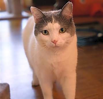 Photo of Willow - Sponsored by Andrea D. (Walli)