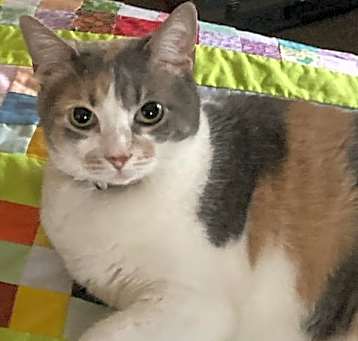 Photo of Missy