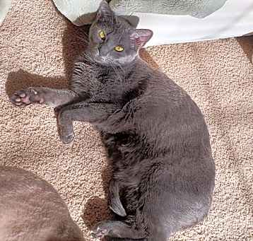 Photo of Nikita 'Nickie'