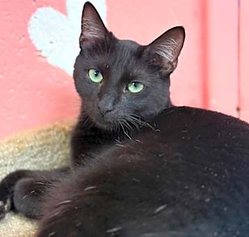 Photo of Sundae
