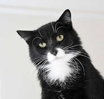 Photo of Dill