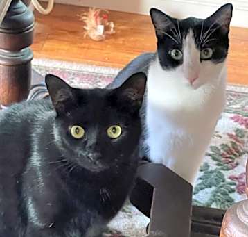 Photo of Max and Sadie (bonded)