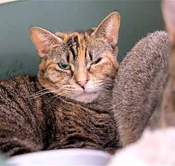 Photo of Taffy -  - Sponsored by Angela & Mario