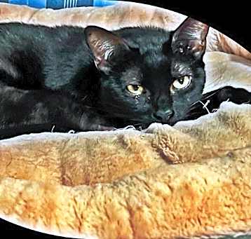Photo of Ebony