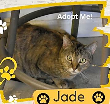 Photo of Jade