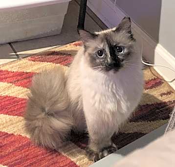 Photo of Minkee