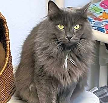 Photo of Dusty