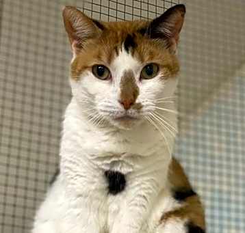 Photo of Callee