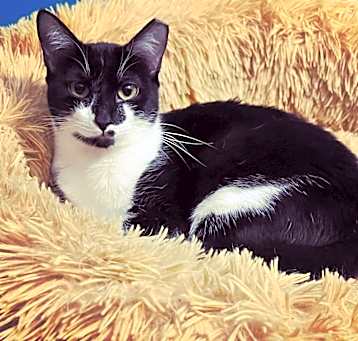 Photo of BETTY BOOP-shy!