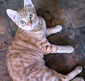 Photo of Gin-Gin