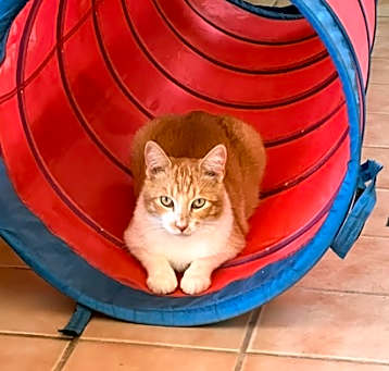 Photo of Sampson
