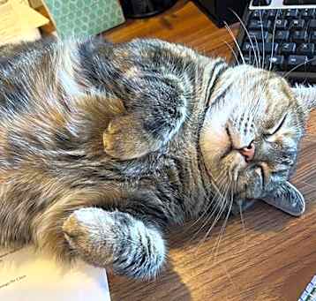 Photo of Dutchess