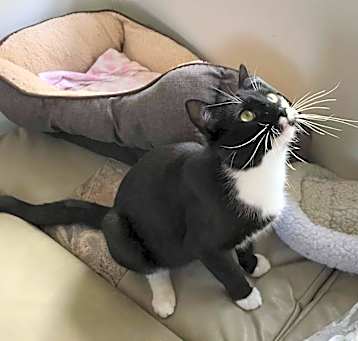 Photo of Zorro