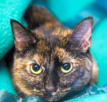Photo of Rosie