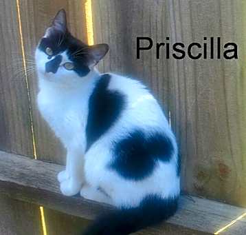 Photo of Priscilla
