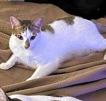 Photo of Pepper