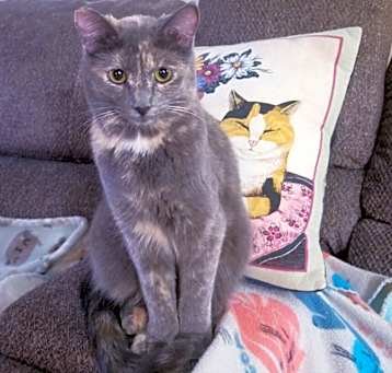 Photo of kumico