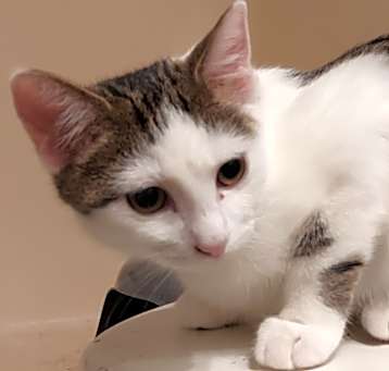 Photo of ZEPPI