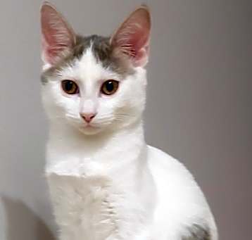 Photo of BLU