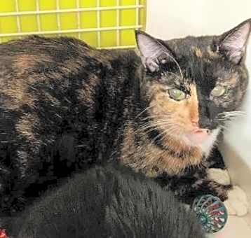 Photo of Nanita