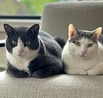 Photo of Duman and Bulut