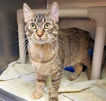 Photo of Sapphire