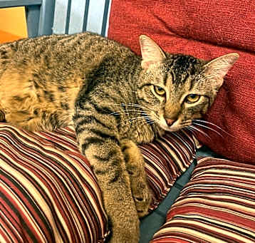Photo of Persia