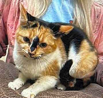 Photo of Cindy