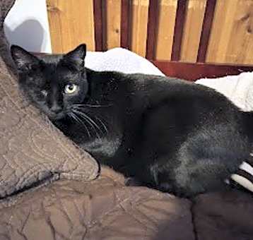 Photo of Ebony