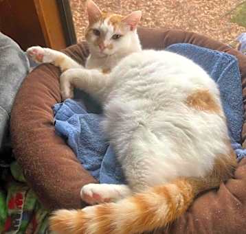 Photo of Gizmo