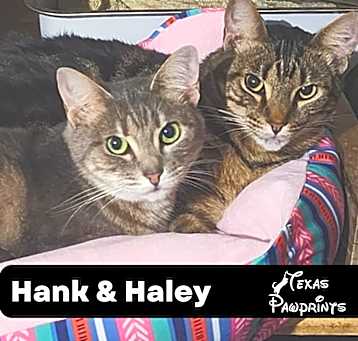 Photo of Bonded Pair Hank & Haley