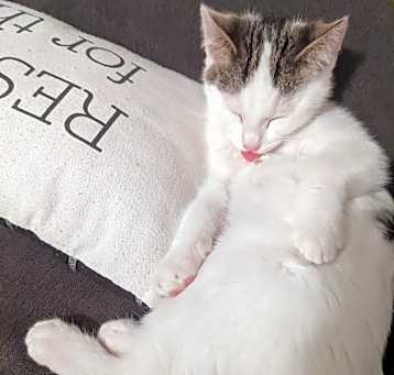 Photo of Demi and bonded kitten Fabio