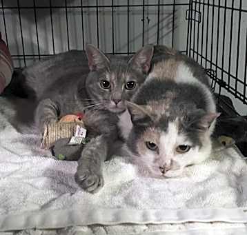 Photo of Heidi bonded with Antoniette