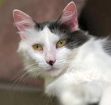 Photo of Celeste