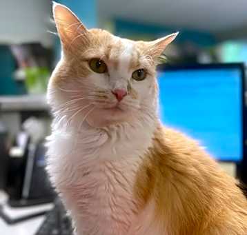 Photo of Chip