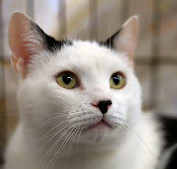 Photo of Martini